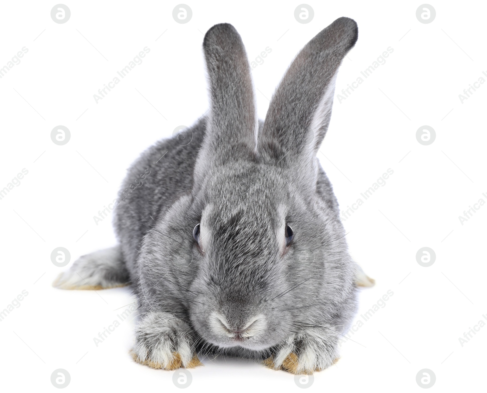 Photo of Fluffy grey rabbit on white background. Cute pet