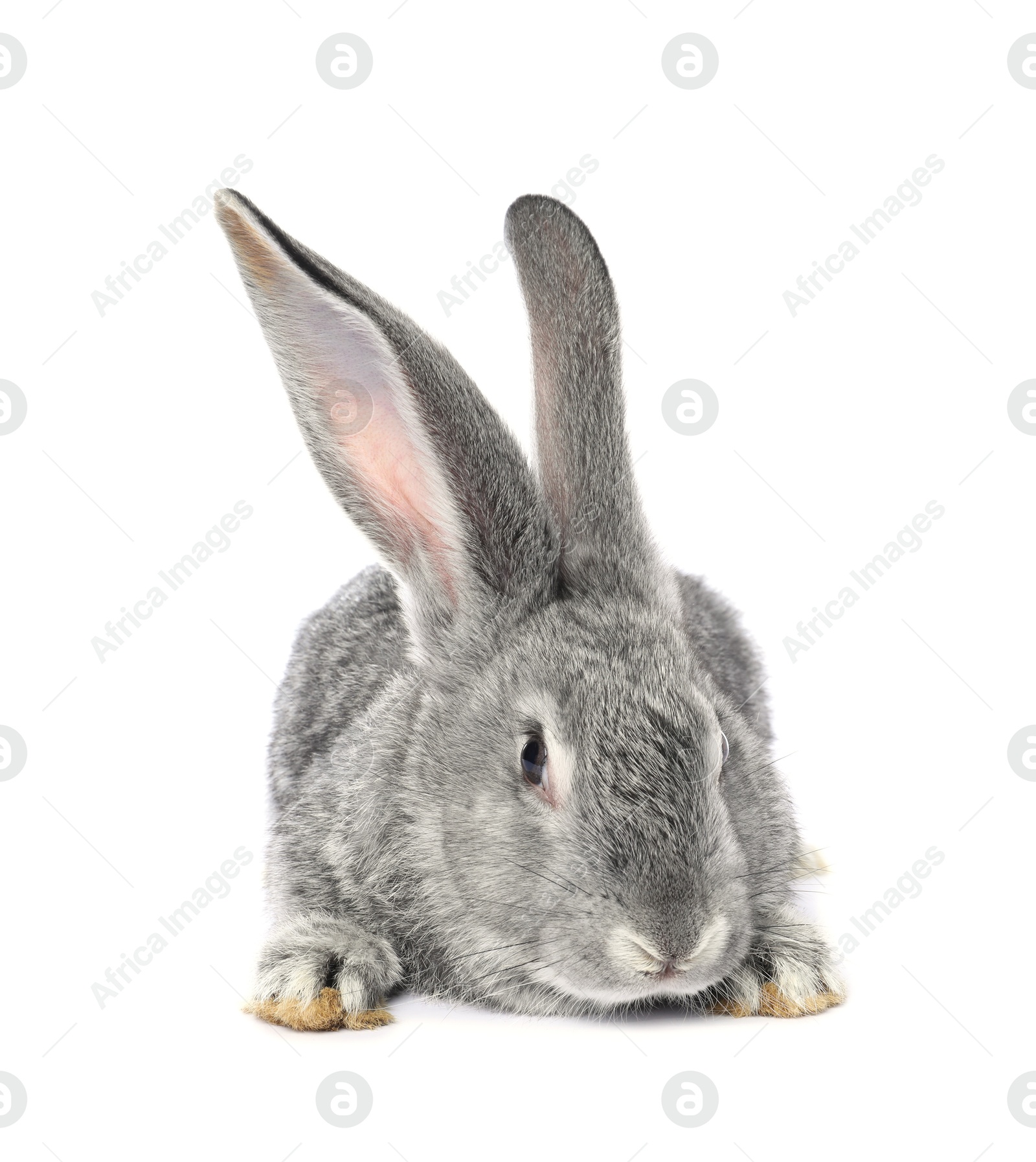 Photo of Fluffy grey rabbit on white background. Cute pet