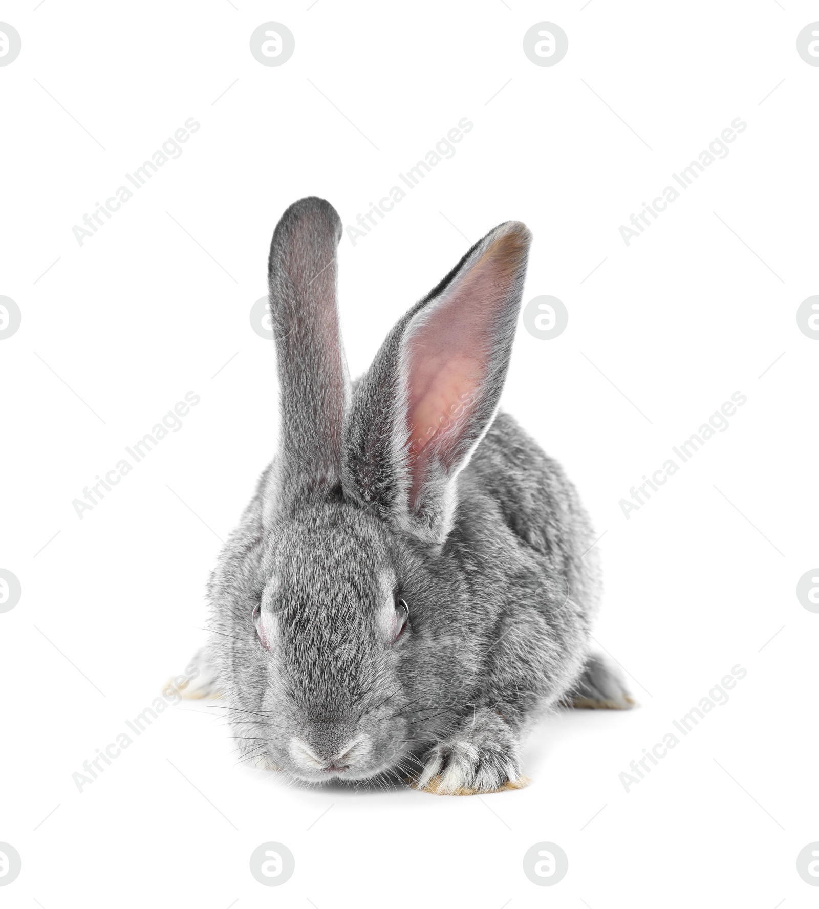 Photo of Fluffy grey rabbit on white background. Cute pet