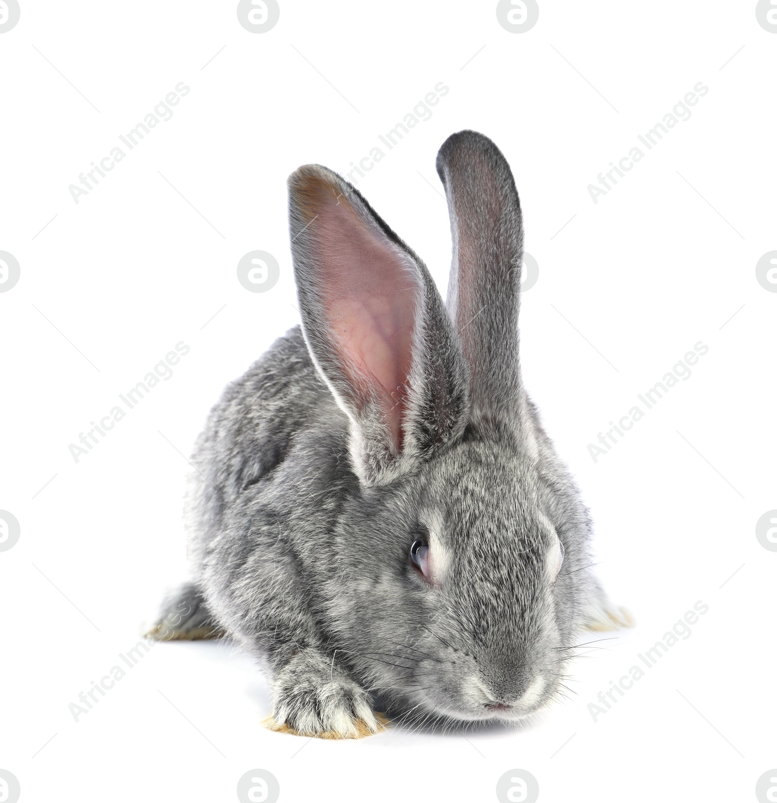 Photo of Fluffy grey rabbit on white background. Cute pet