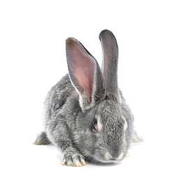 Photo of Fluffy grey rabbit on white background. Cute pet