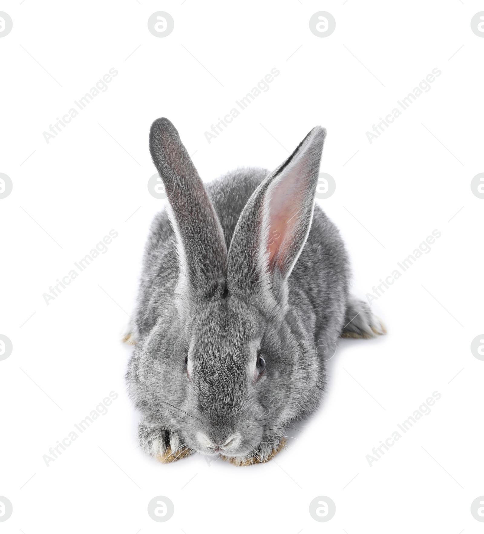 Photo of Fluffy grey rabbit on white background. Cute pet