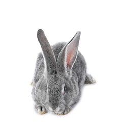 Photo of Fluffy grey rabbit on white background. Cute pet