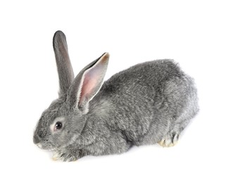 Photo of Fluffy grey rabbit on white background. Cute pet