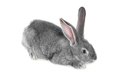 Photo of Fluffy grey rabbit on white background. Cute pet