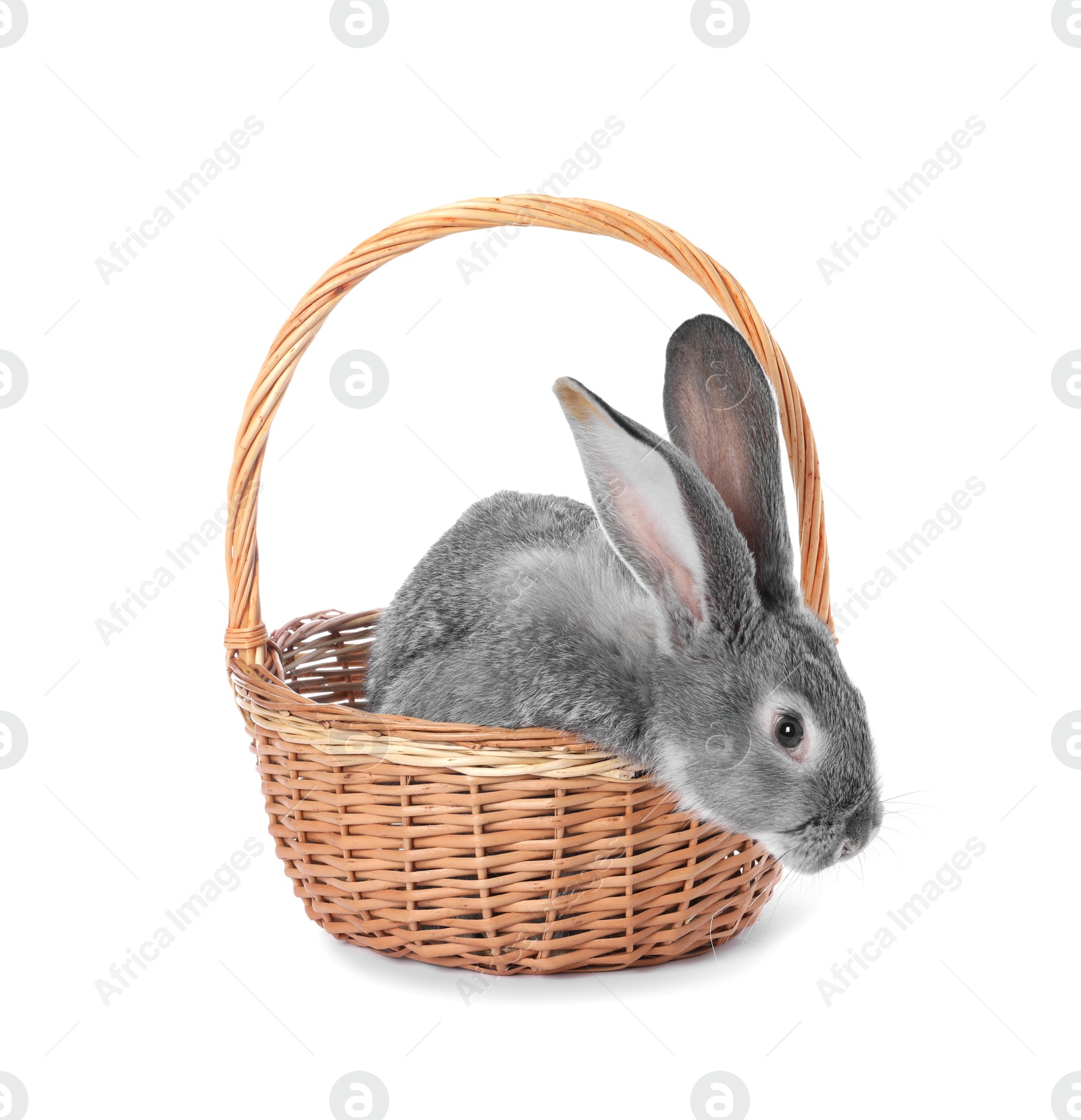 Photo of Fluffy grey rabbit in wicker basket on white background