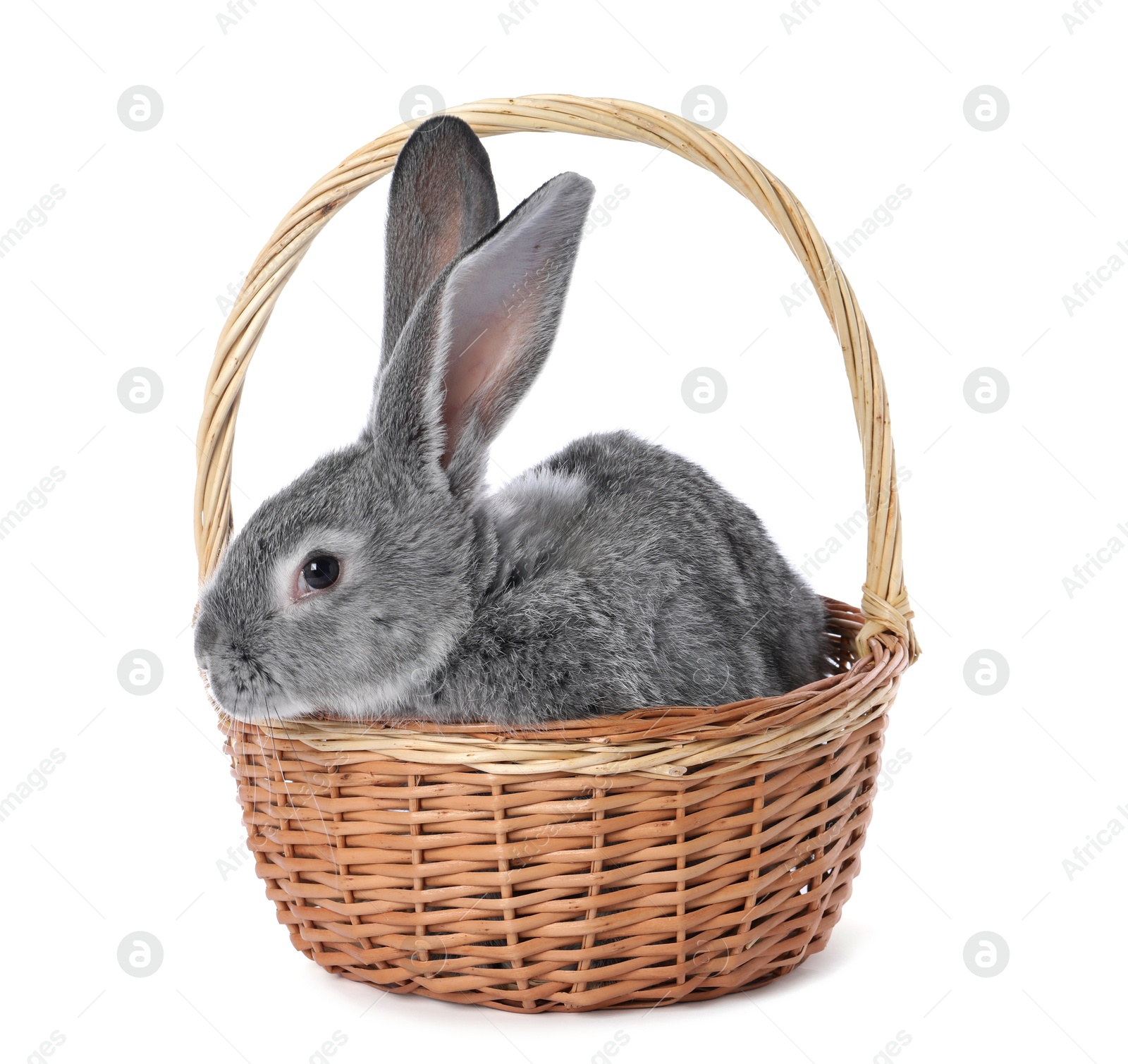 Photo of Fluffy grey rabbit in wicker basket on white background