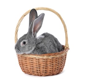 Photo of Fluffy grey rabbit in wicker basket on white background