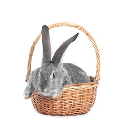 Photo of Fluffy grey rabbit in wicker basket on white background