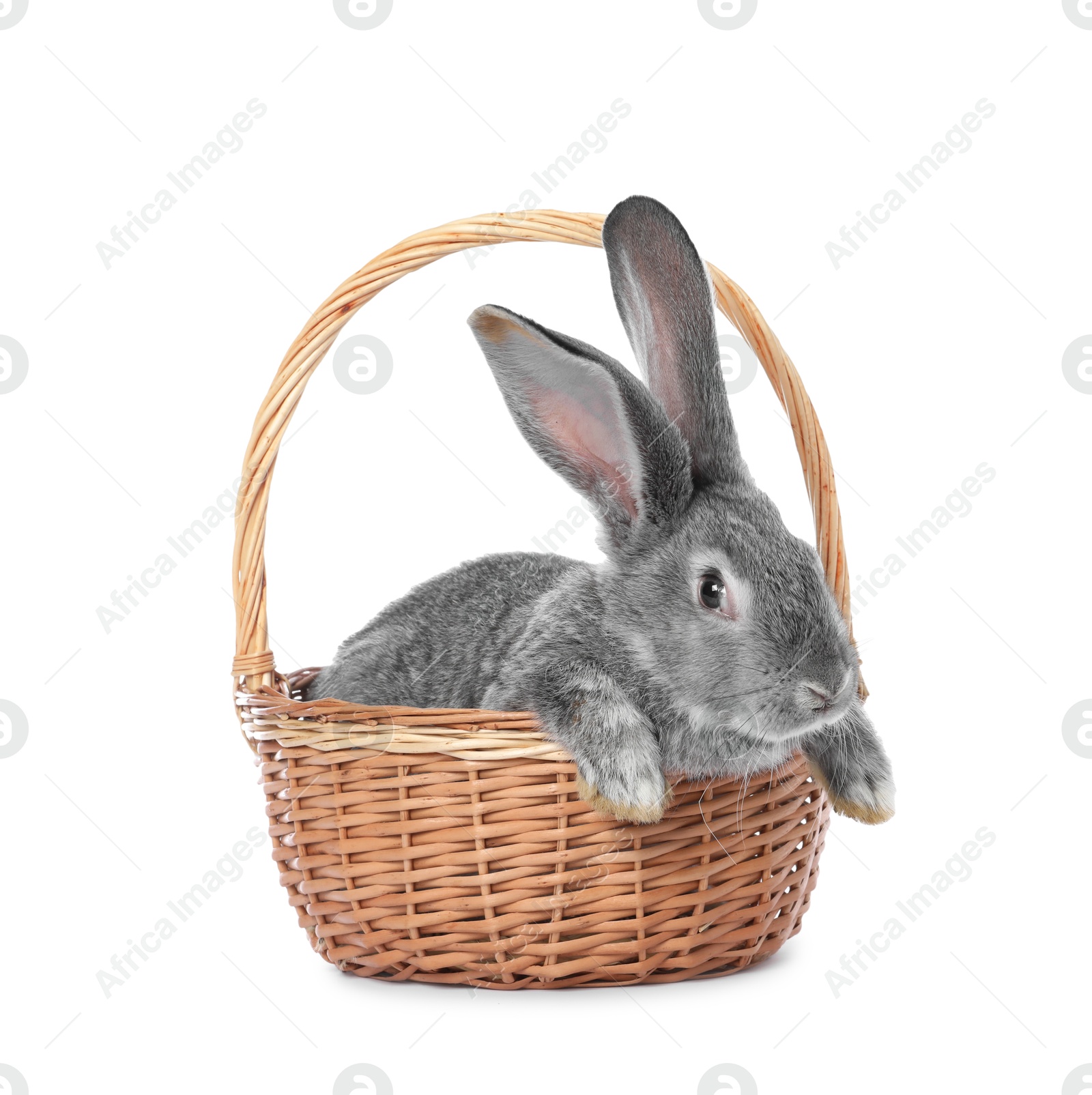 Photo of Fluffy grey rabbit in wicker basket on white background