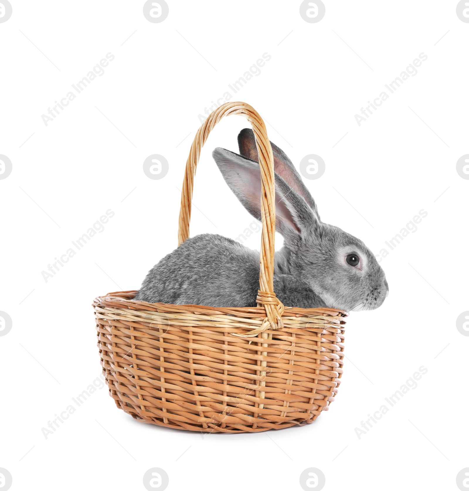 Photo of Fluffy grey rabbit in wicker basket on white background