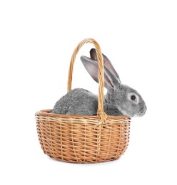 Photo of Fluffy grey rabbit in wicker basket on white background