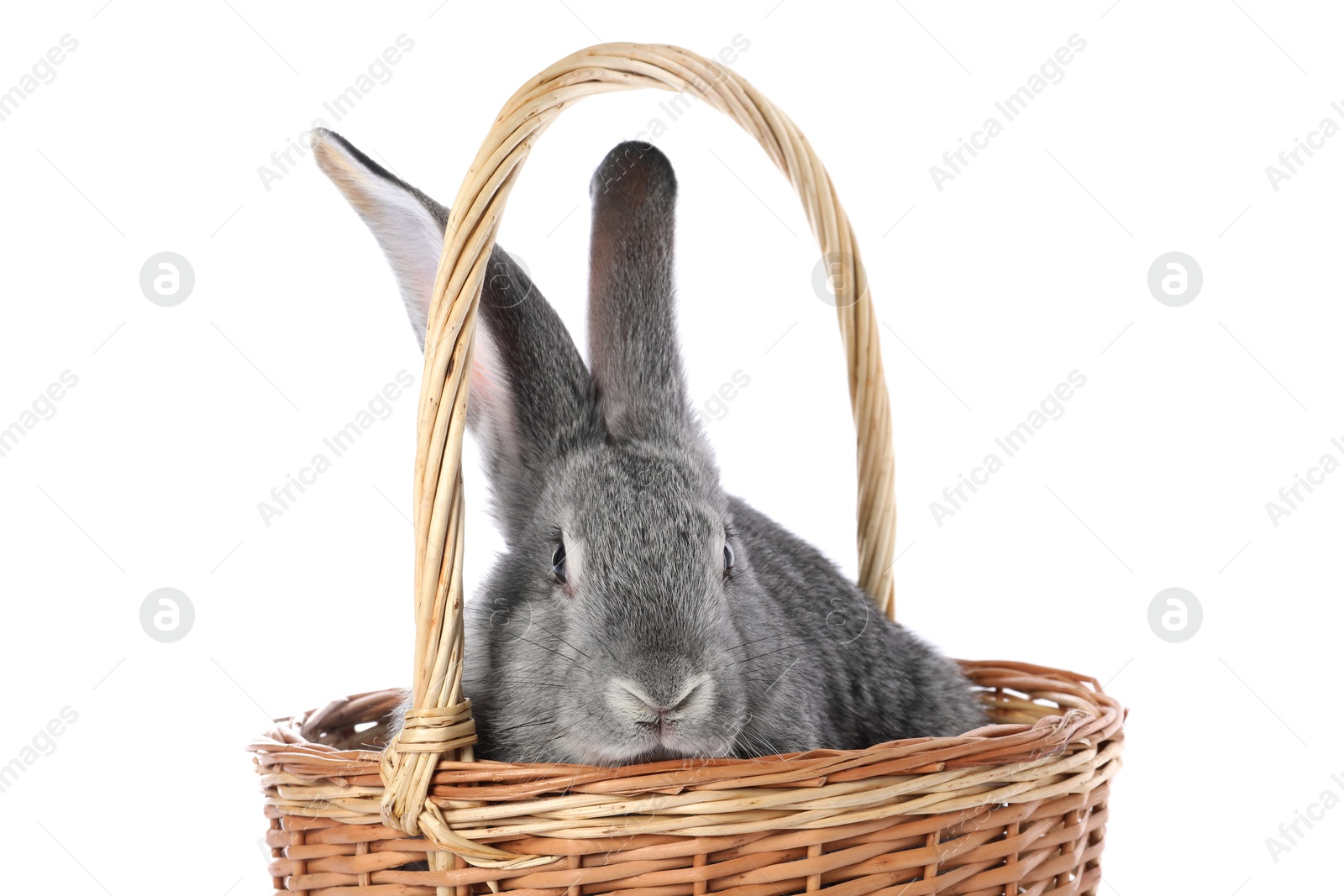 Photo of Fluffy grey rabbit in wicker basket on white background