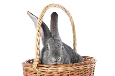 Photo of Fluffy grey rabbit in wicker basket on white background