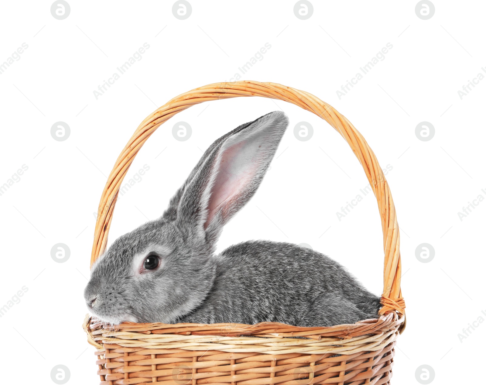 Photo of Fluffy grey rabbit in wicker basket on white background