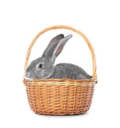 Photo of Fluffy grey rabbit in wicker basket on white background