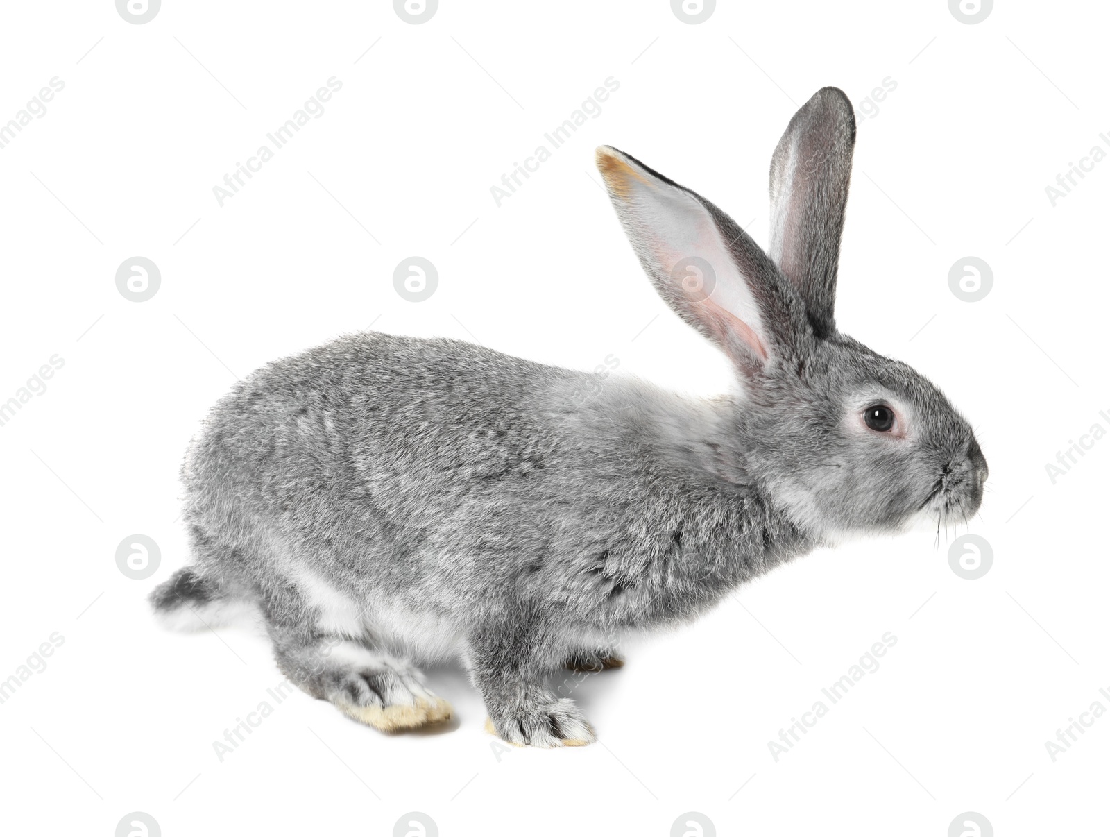 Photo of Fluffy grey rabbit on white background. Cute pet