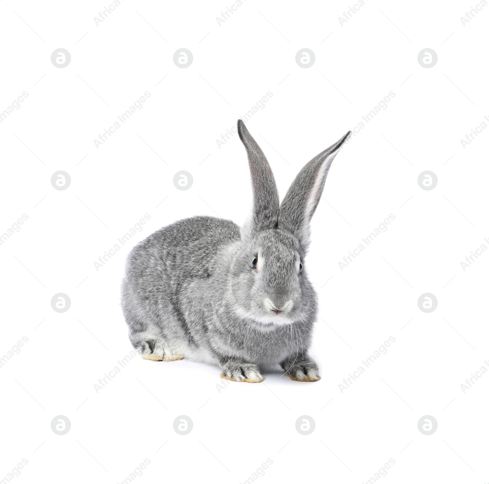 Photo of Fluffy grey rabbit on white background. Cute pet