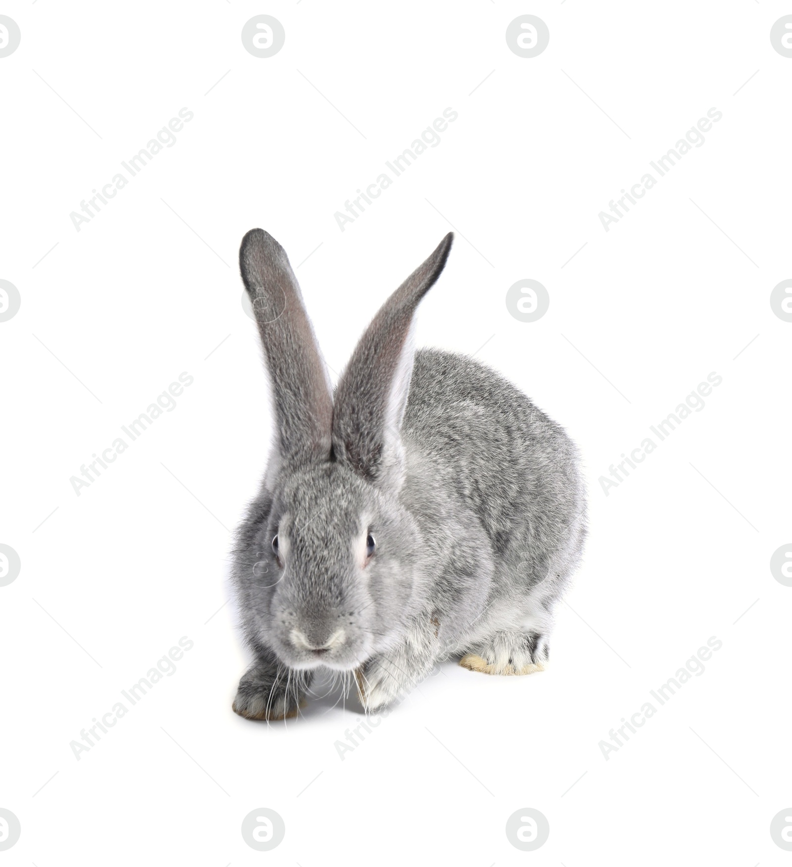 Photo of Fluffy grey rabbit on white background. Cute pet