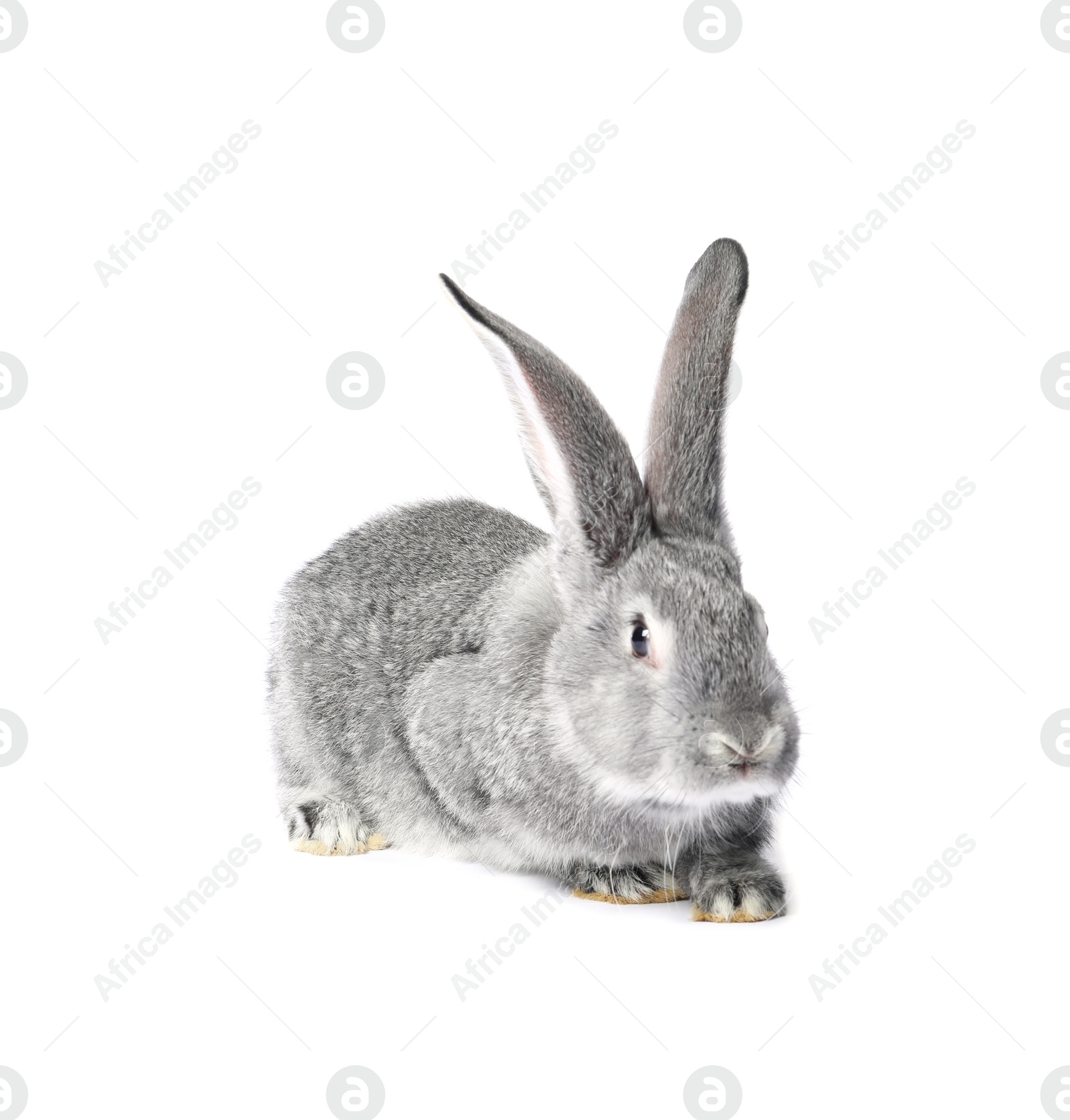 Photo of Fluffy grey rabbit on white background. Cute pet