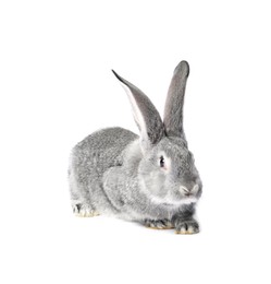 Photo of Fluffy grey rabbit on white background. Cute pet