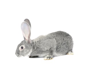 Photo of Fluffy grey rabbit on white background. Cute pet