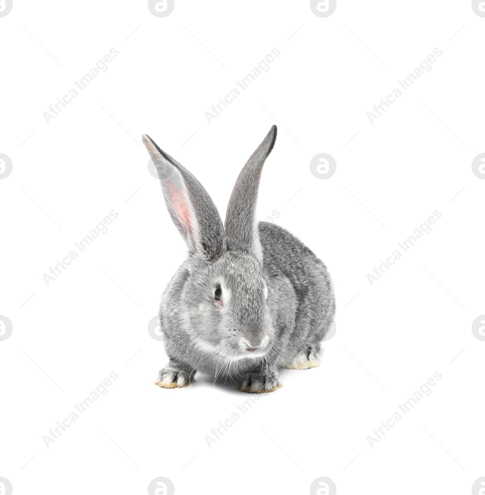 Photo of Fluffy grey rabbit on white background. Cute pet