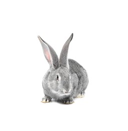 Photo of Fluffy grey rabbit on white background. Cute pet