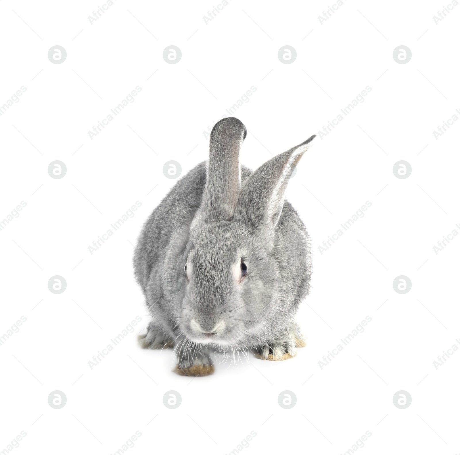 Photo of Fluffy grey rabbit on white background. Cute pet