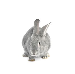 Photo of Fluffy grey rabbit on white background. Cute pet