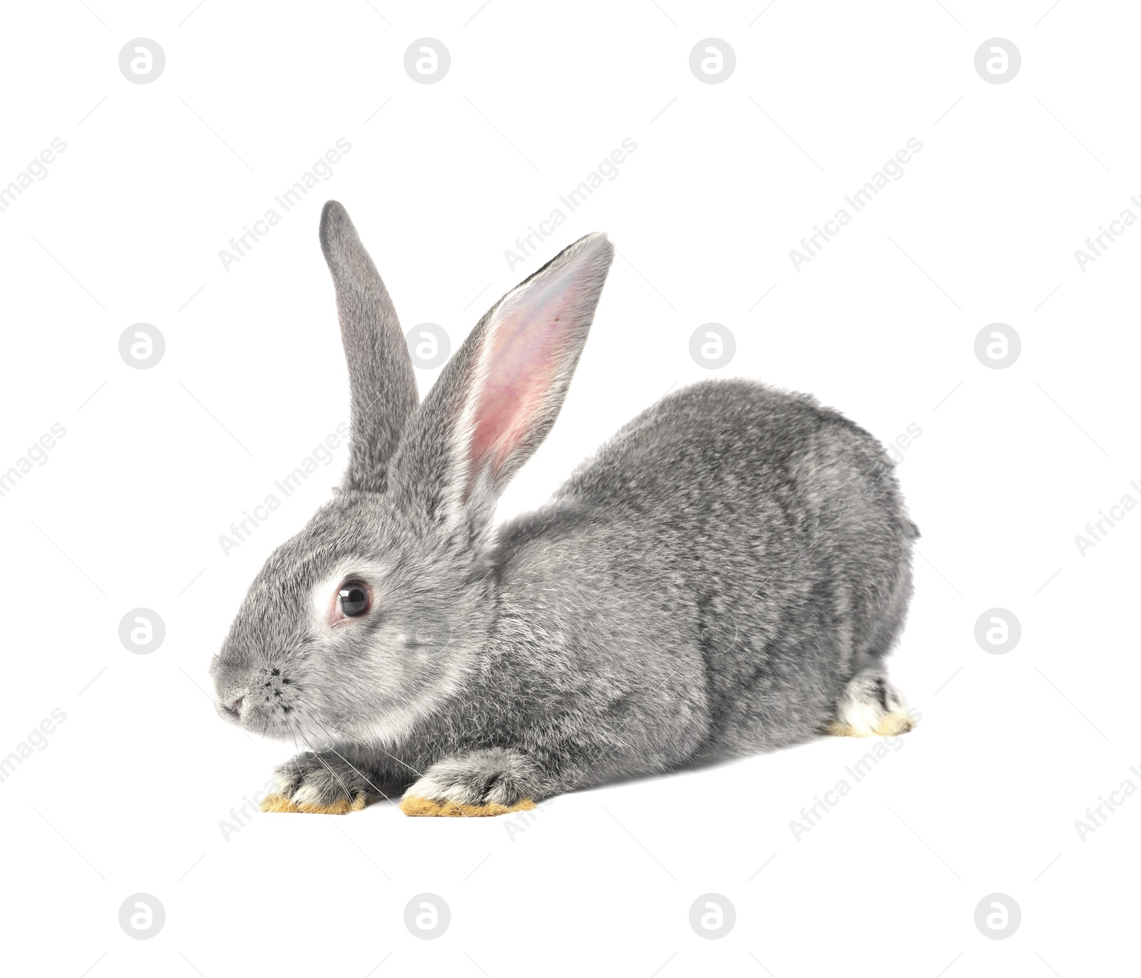 Photo of Fluffy grey rabbit on white background. Cute pet