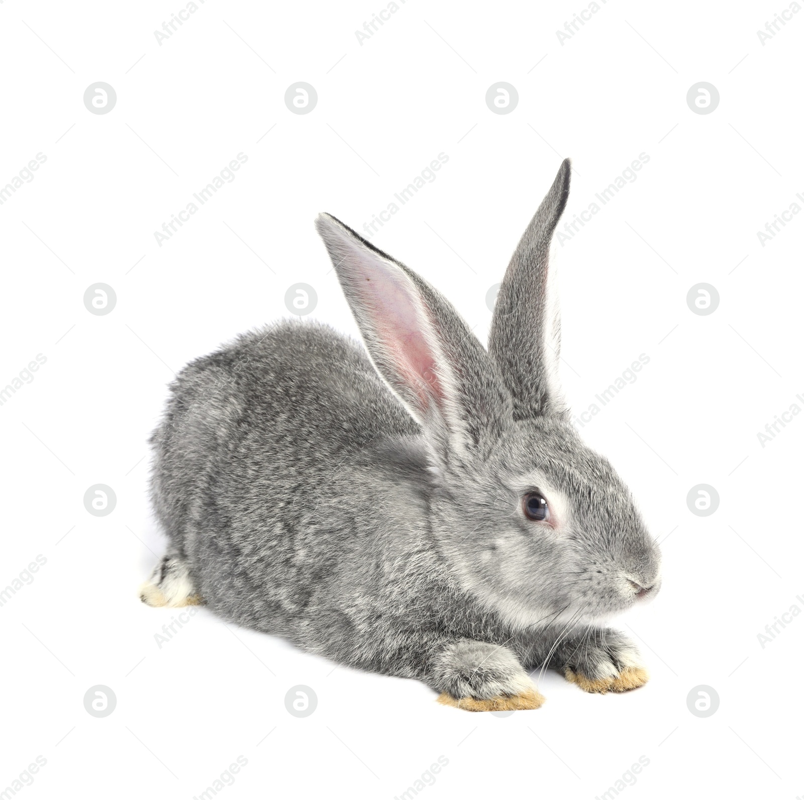 Photo of Fluffy grey rabbit on white background. Cute pet