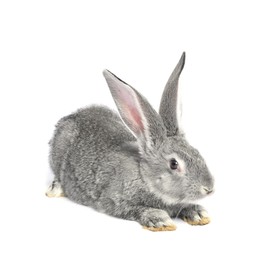 Photo of Fluffy grey rabbit on white background. Cute pet