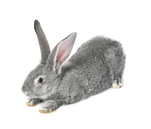 Photo of Fluffy grey rabbit on white background. Cute pet