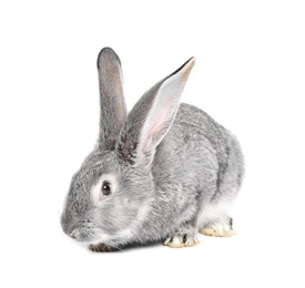 Photo of Fluffy grey rabbit on white background. Cute pet