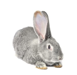 Photo of Fluffy grey rabbit on white background. Cute pet