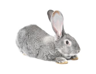 Photo of Fluffy grey rabbit on white background. Cute pet