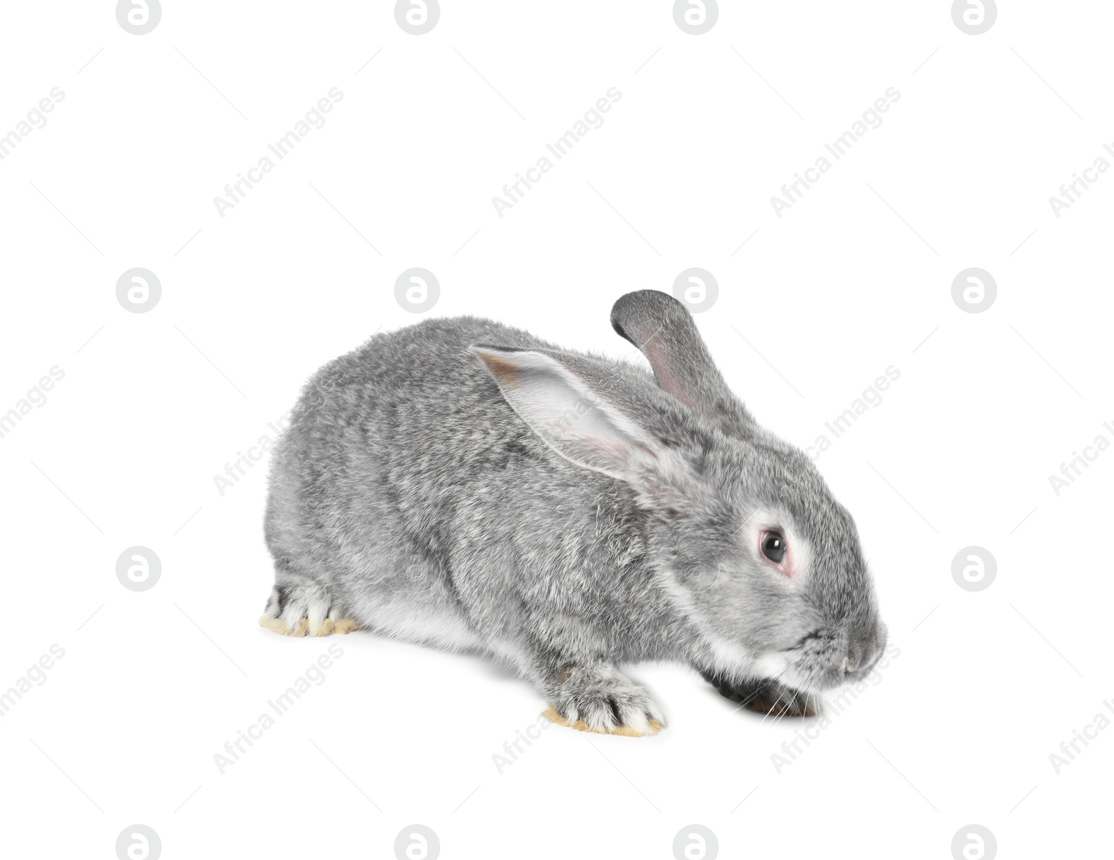 Photo of Fluffy grey rabbit on white background. Cute pet