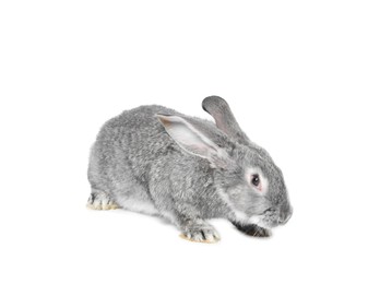 Photo of Fluffy grey rabbit on white background. Cute pet