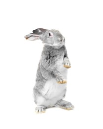 Photo of Fluffy grey rabbit on white background. Cute pet