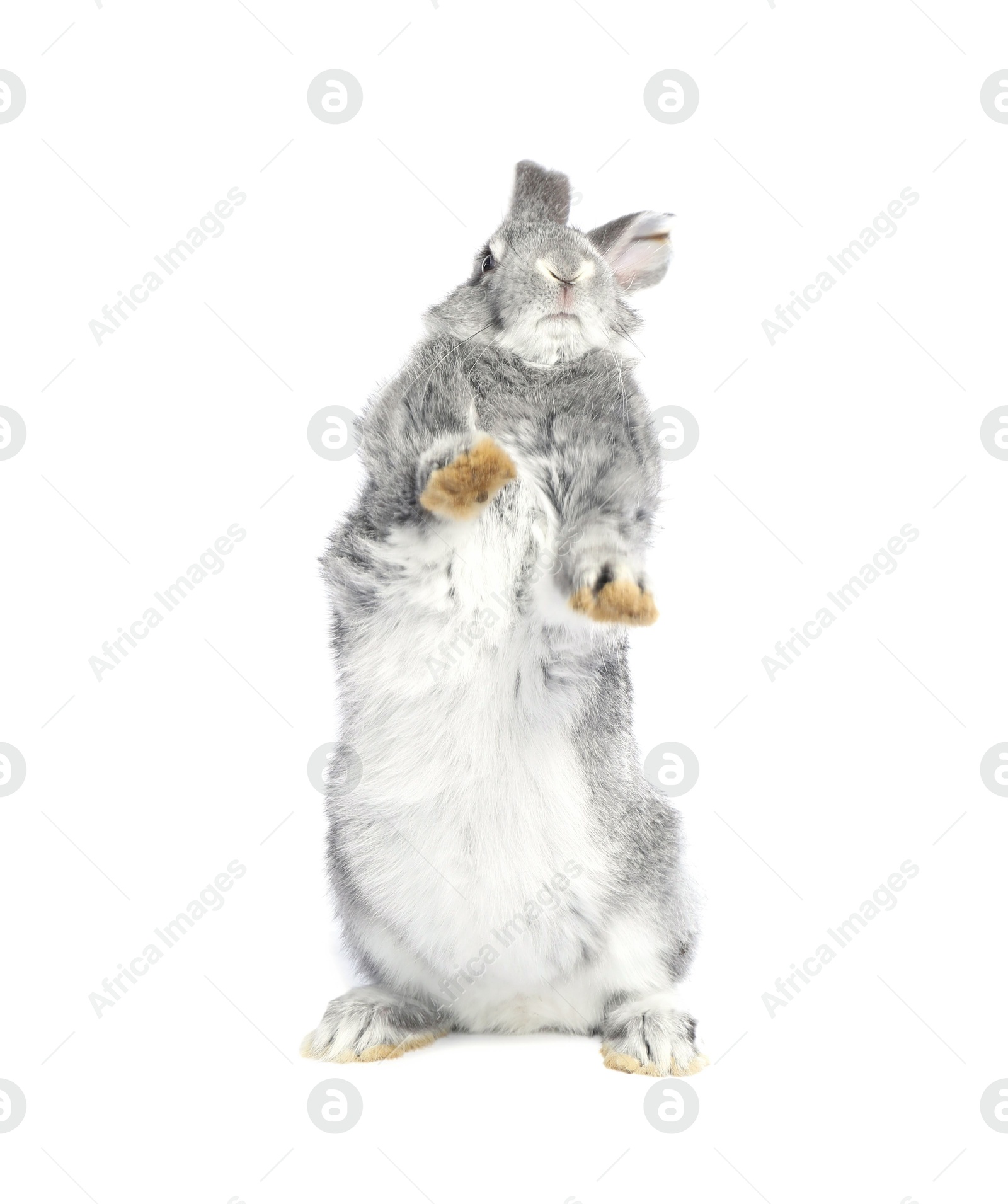 Photo of Fluffy grey rabbit on white background. Cute pet