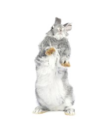 Photo of Fluffy grey rabbit on white background. Cute pet