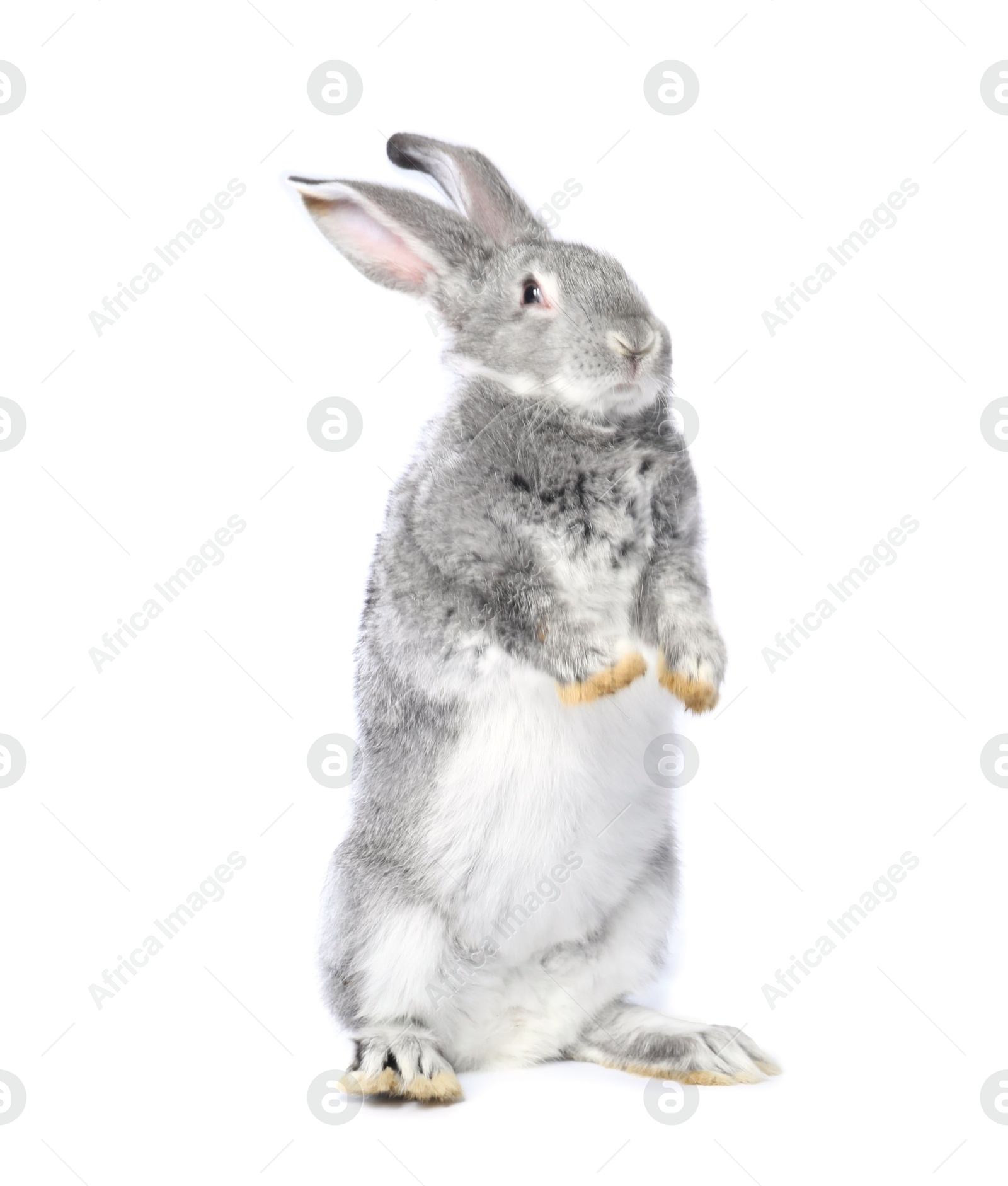 Photo of Fluffy grey rabbit on white background. Cute pet