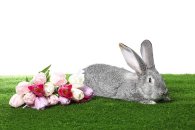 Photo of Fluffy grey rabbit and beautiful tulips on green grass against white background