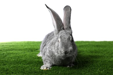 Photo of Fluffy grey rabbit on green grass against white background