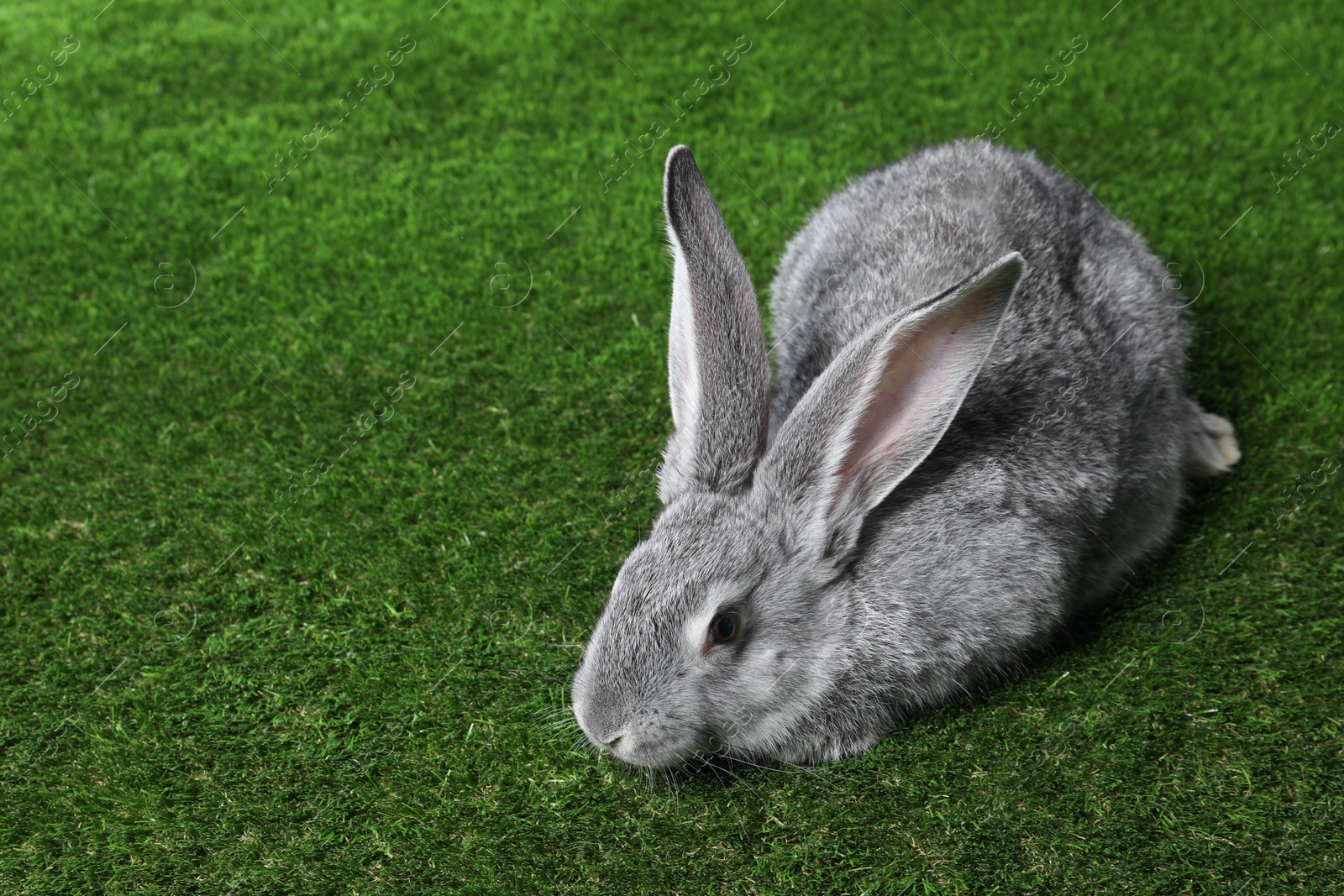 Photo of Fluffy grey rabbit on green grass, space for text. Cute pet