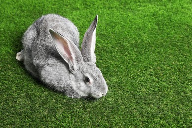 Photo of Fluffy grey rabbit on green grass, space for text. Cute pet