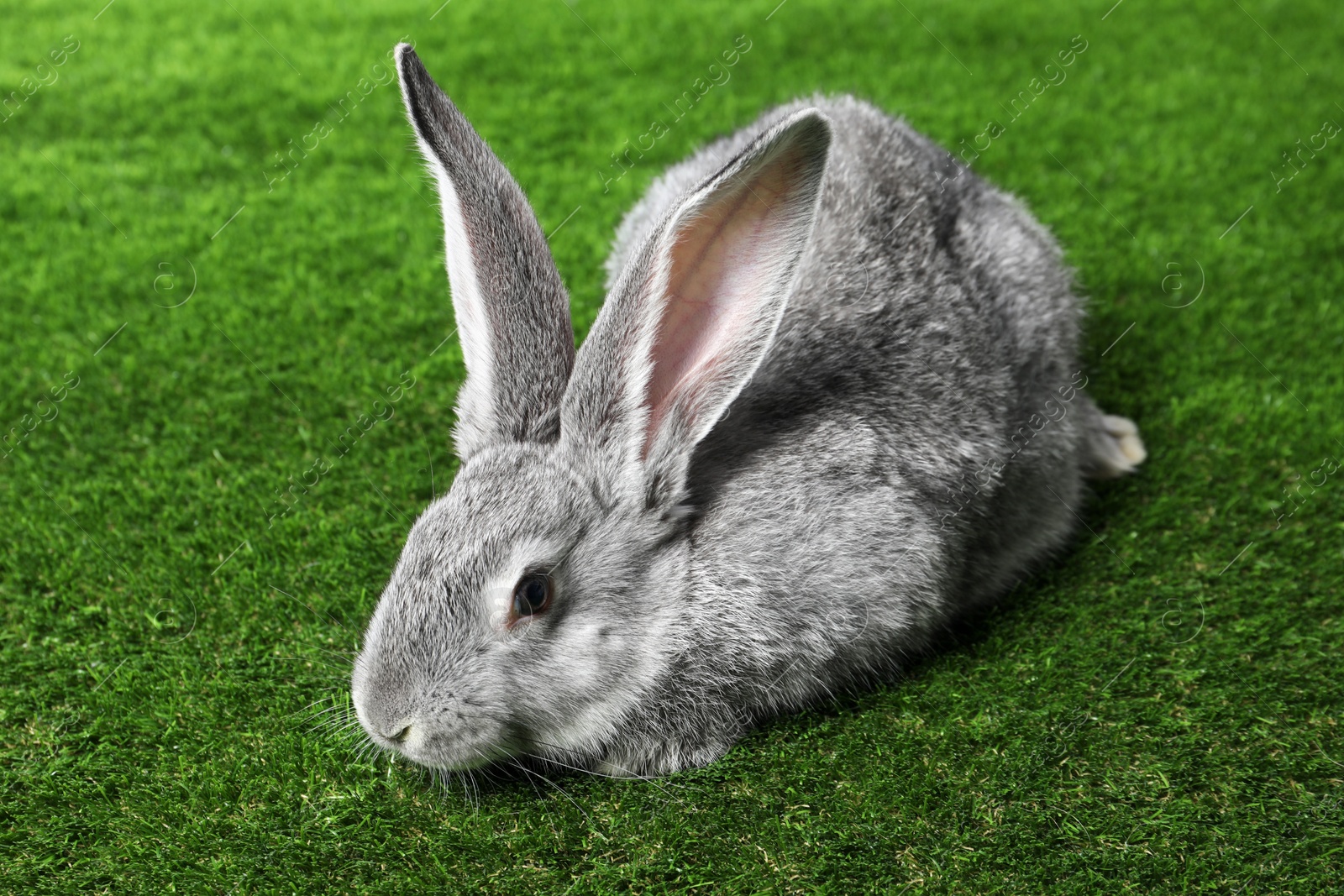 Photo of Fluffy grey rabbit on green grass. Cute pet