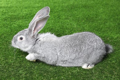 Photo of Fluffy grey rabbit on green grass. Cute pet