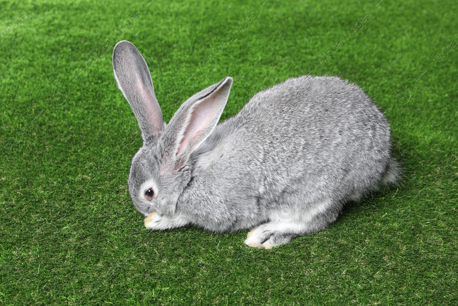 Photo of Fluffy grey rabbit on green grass. Cute pet